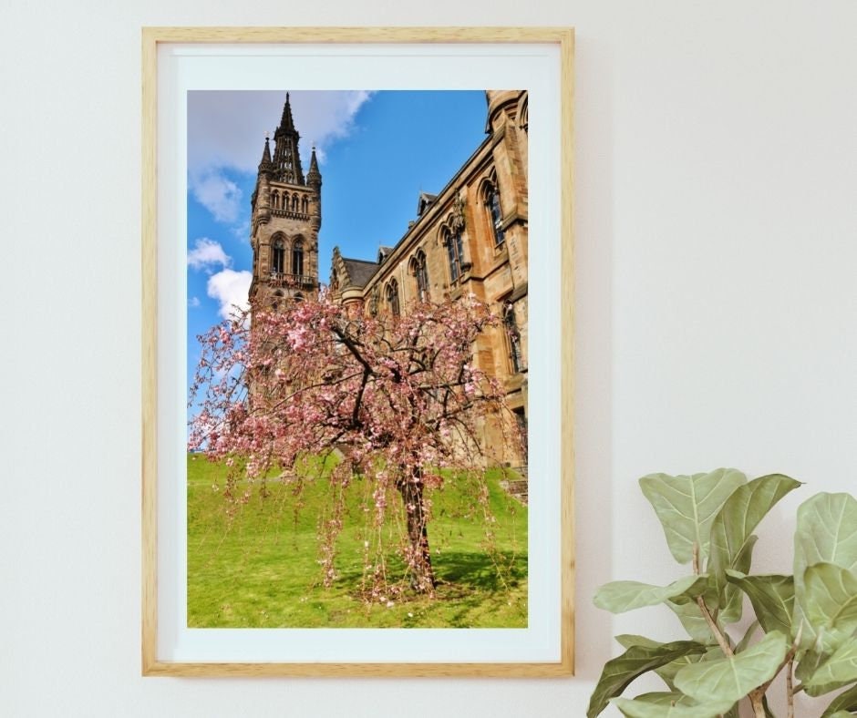 Glasgow University Photography Print Cherry Blossom Tree Wall Art