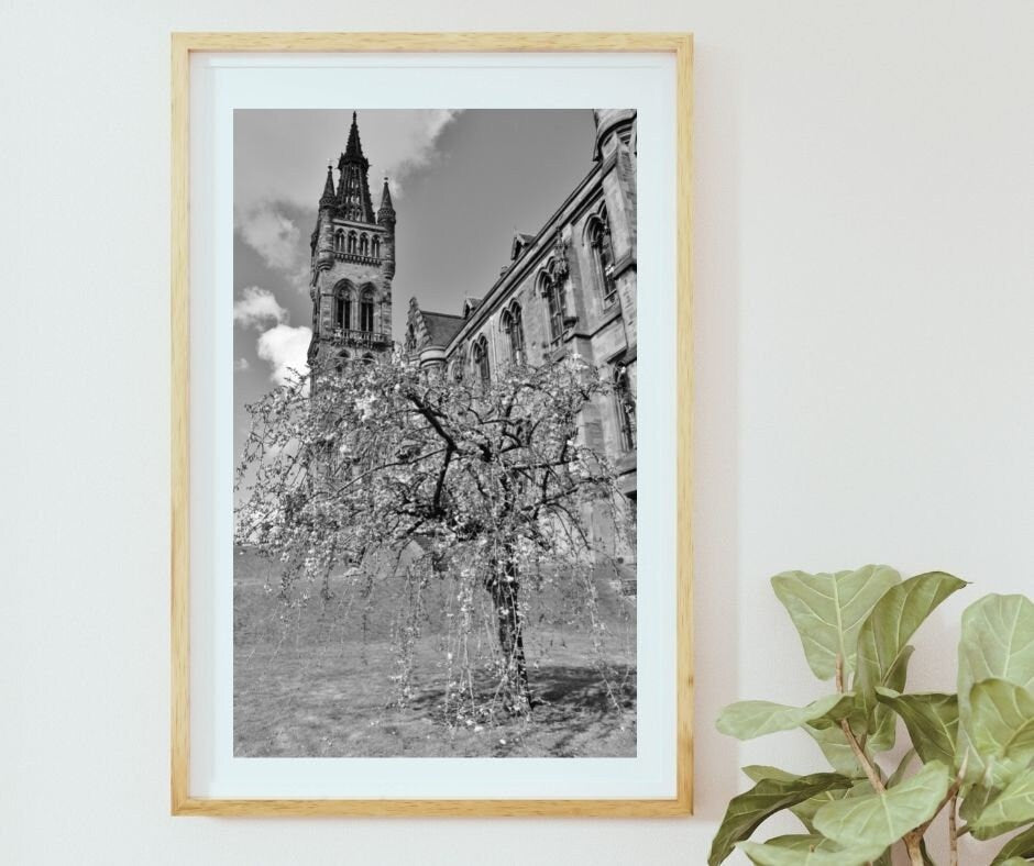 Glasgow University Black And White Photography Print Cherry Blossom Tree Wall Art
