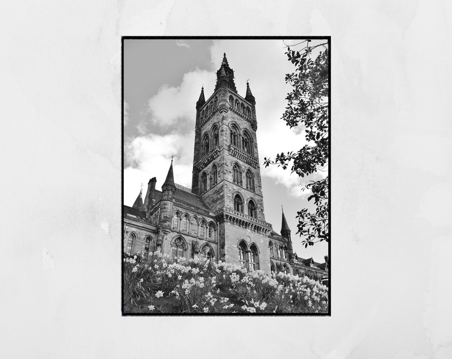 Glasgow University Black And White Photography Print Daffodil Art