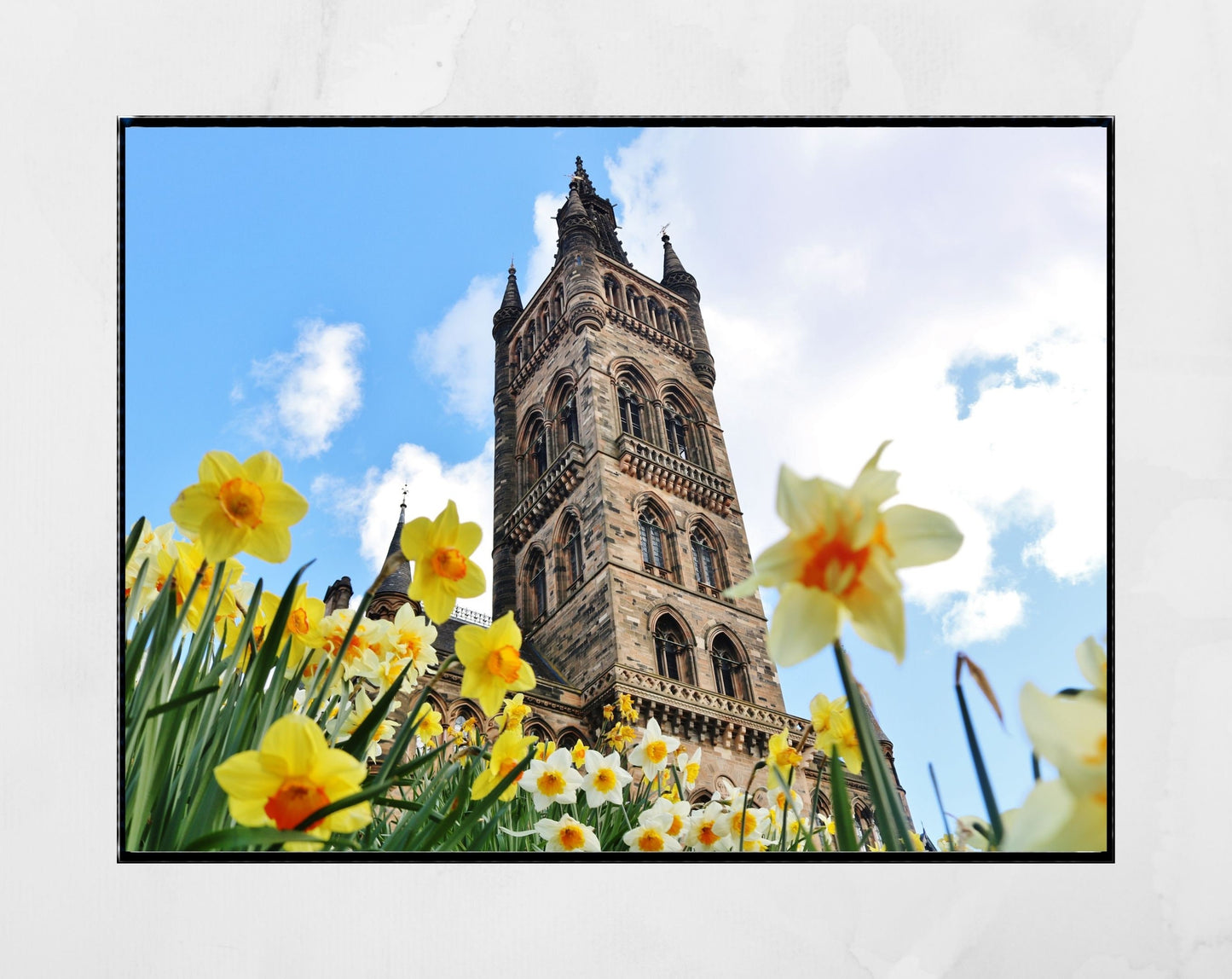 Glasgow University Photography Print Daffodil Wall Art