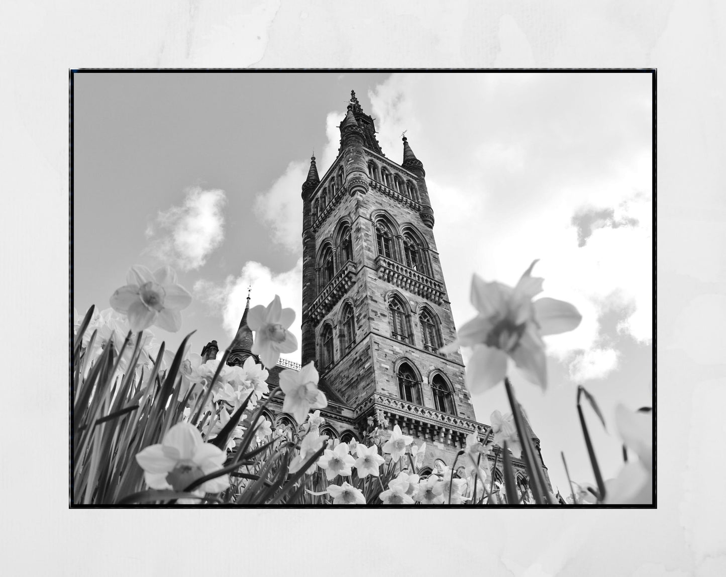 Glasgow University Black And White Photography Print Daffodil Wall Art
