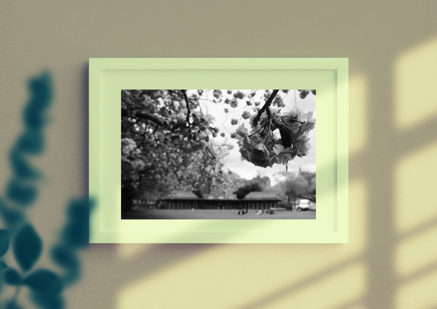 The Meadows Edinburgh Cherry Blossoms Black And White Photography Print