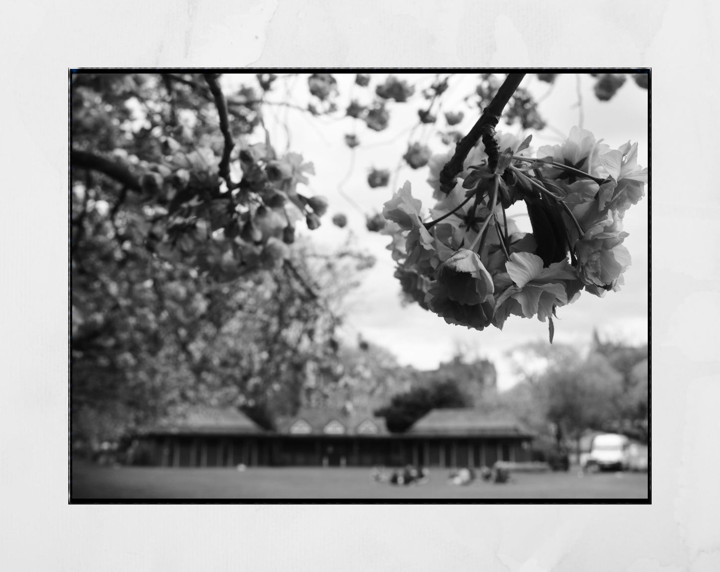 The Meadows Edinburgh Cherry Blossoms Black And White Photography Print