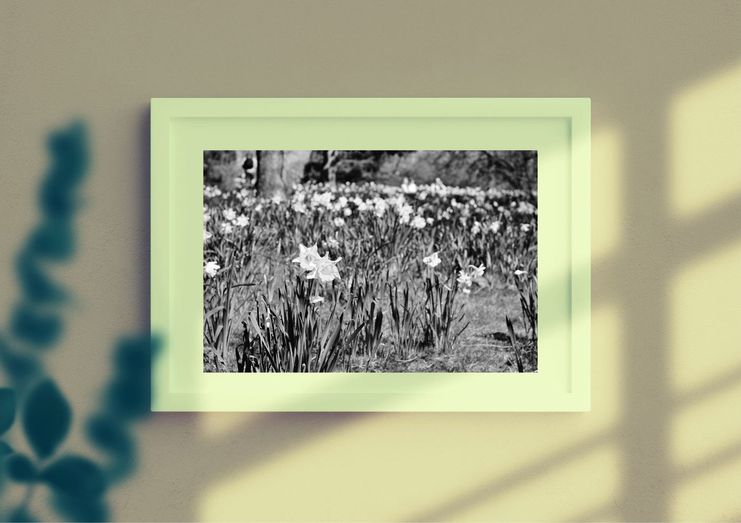 Daffodil Art Glasgow Botanic Gardens Black And White Photography Print