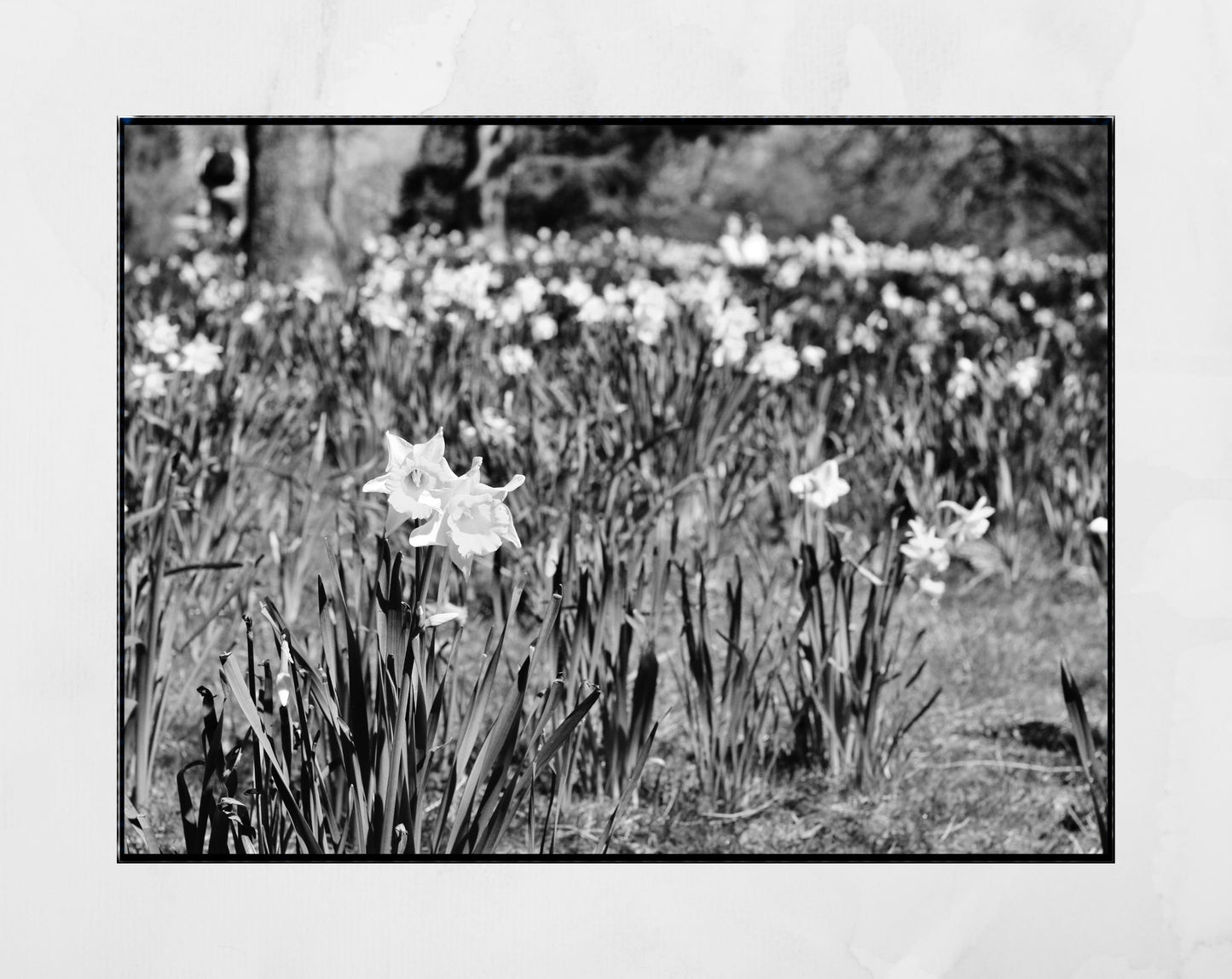 Daffodil Art Glasgow Botanic Gardens Black And White Photography Print