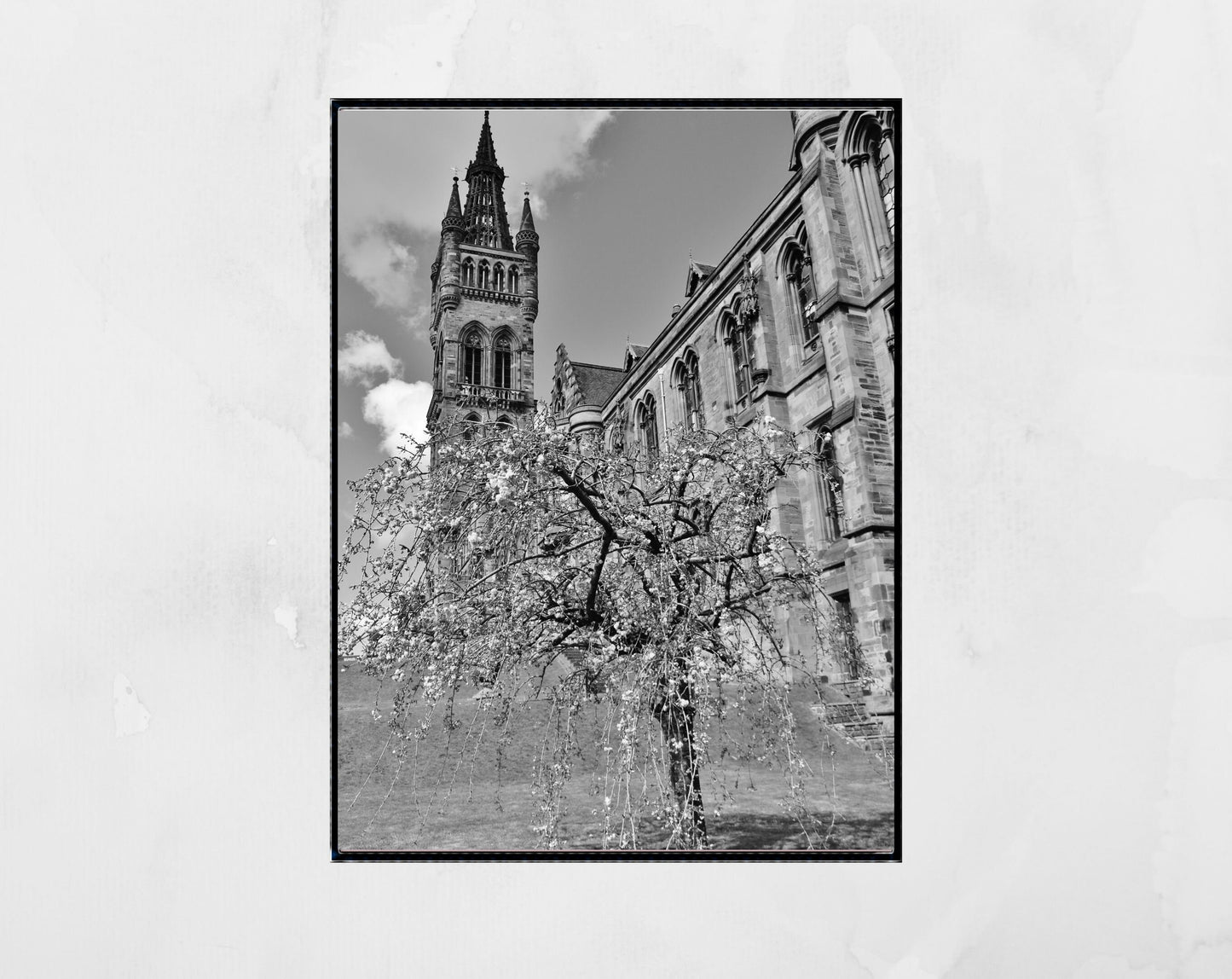 Glasgow University Black And White Photography Print Cherry Blossom Tree Wall Art