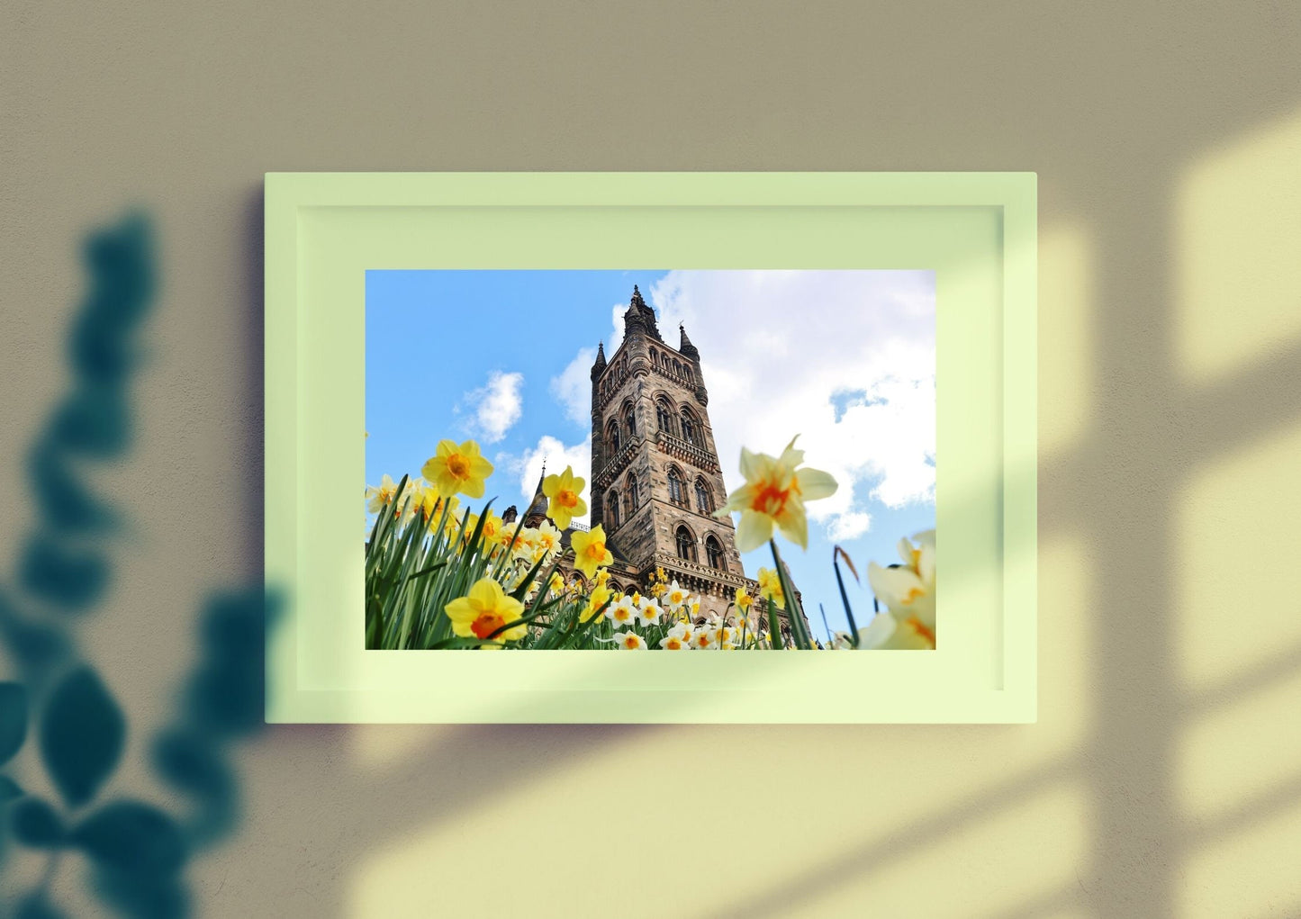 Glasgow University Photography Print Daffodil Wall Art
