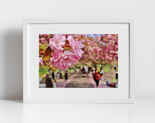 Cherry Blossom Print Greenwich Park London Photography