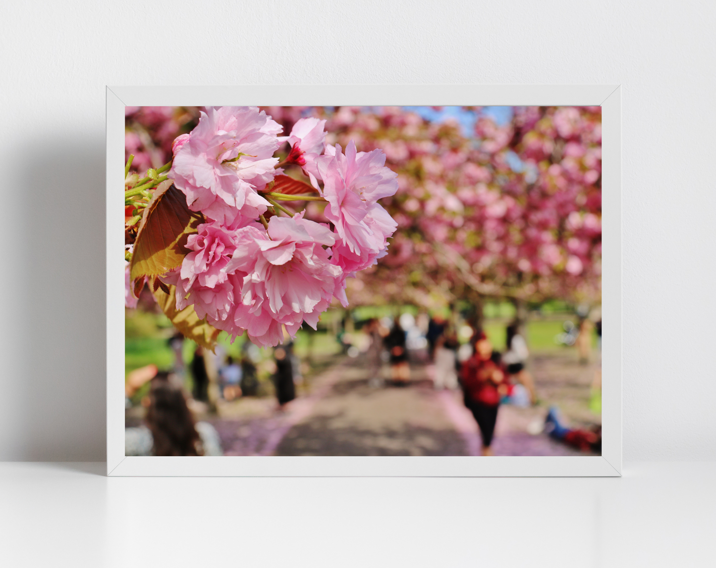 Cherry Blossom Print Greenwich Park London Photography