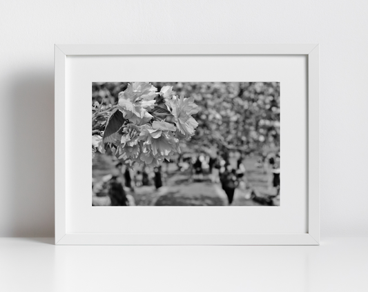 Cherry Blossom Print Greenwich Park London Black And White Photography