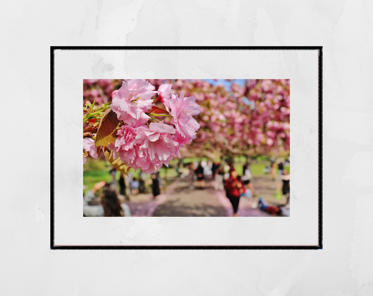 Cherry Blossom Print Greenwich Park London Photography