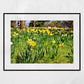 Daffodil Art Glasgow Botanic Gardens Photography Print