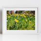 Daffodil Art Glasgow Botanic Gardens Photography Print