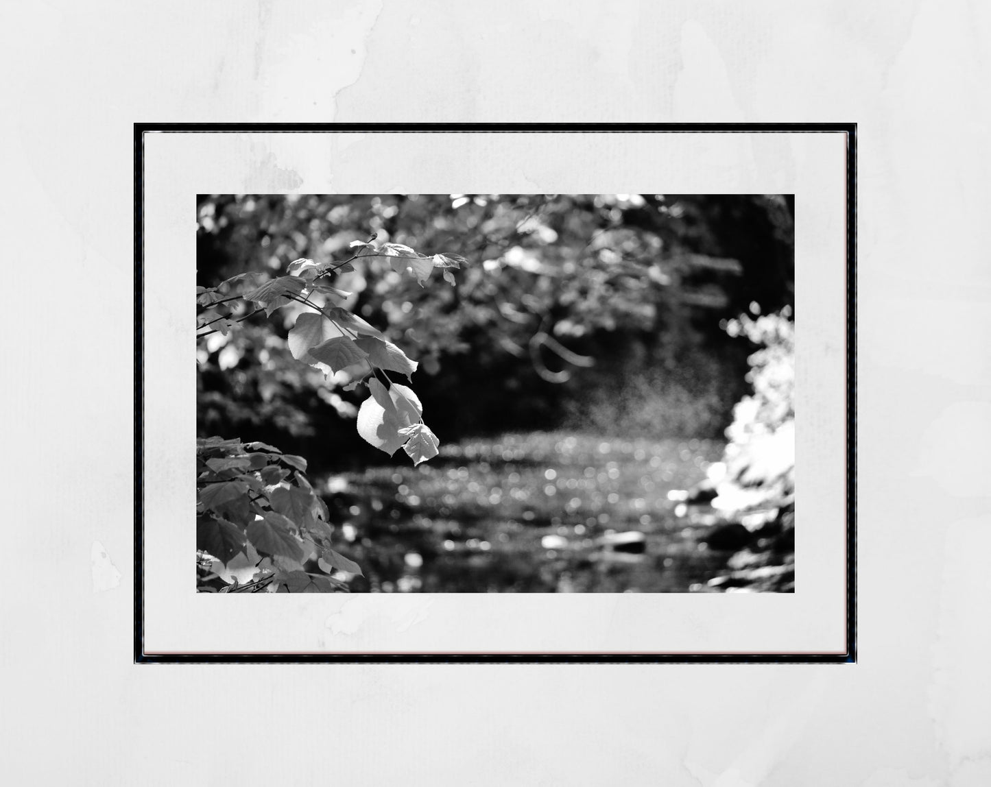 Water Of Leith Edinburgh Nature Black And White Photography Print