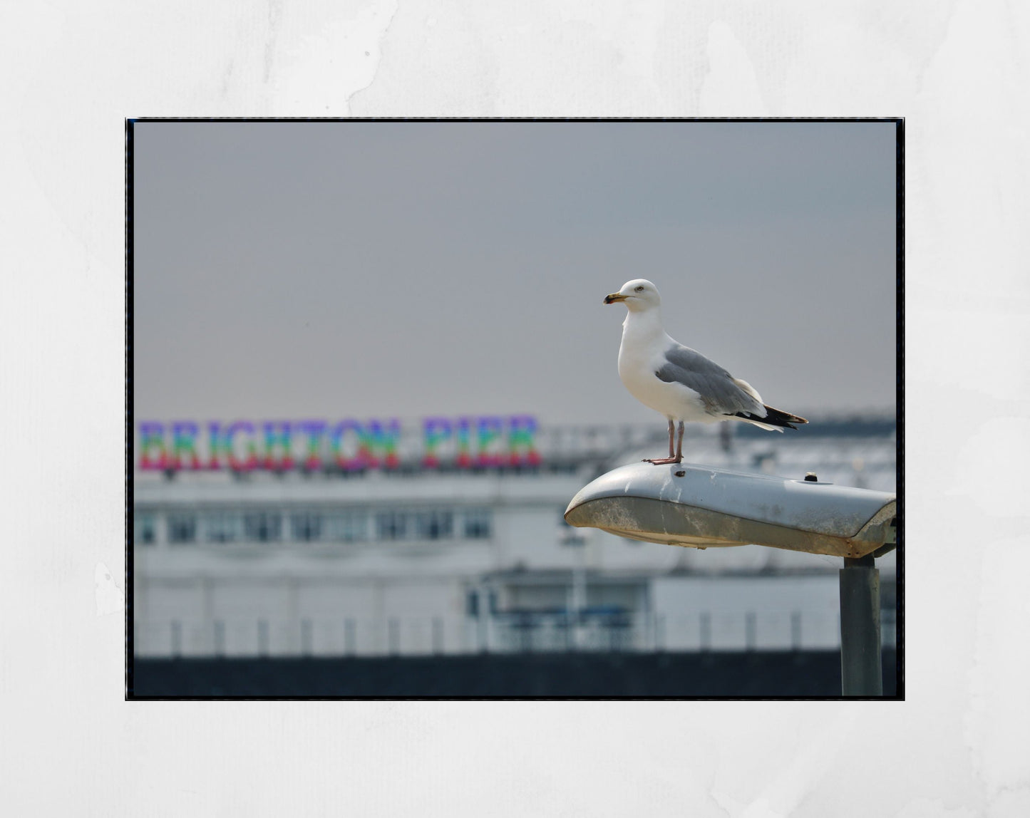 Brighton Palace Pier Black And White Photography Seagull Wall Art