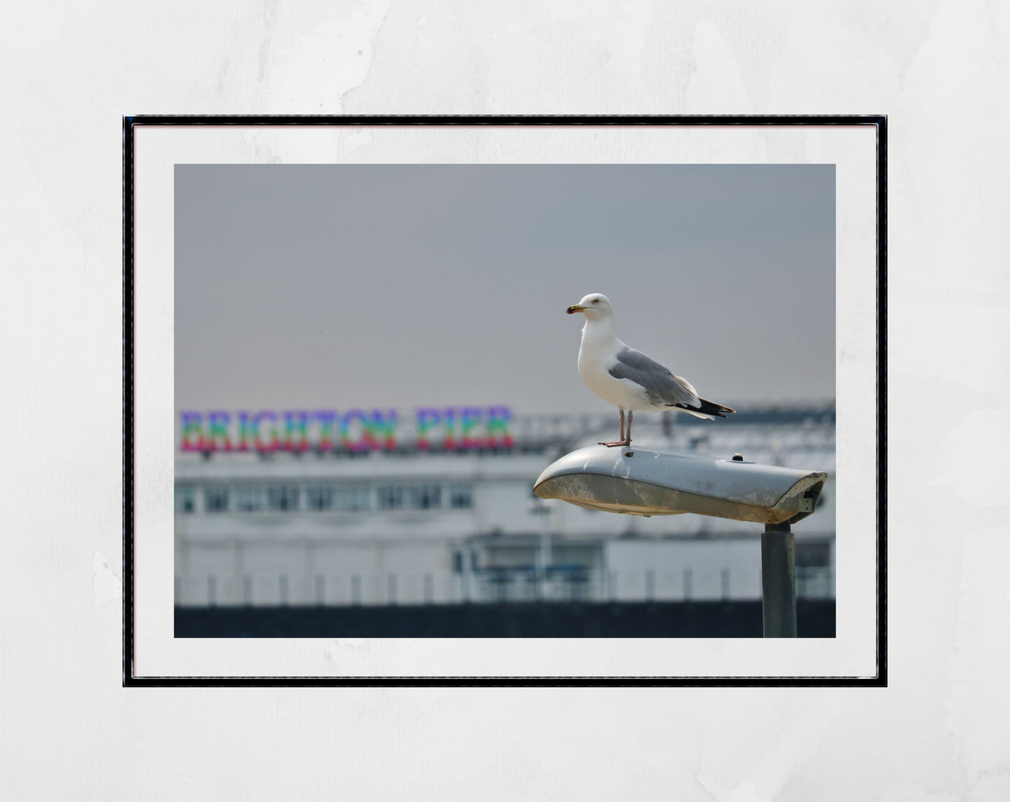 Brighton Palace Pier Black And White Photography Seagull Wall Art