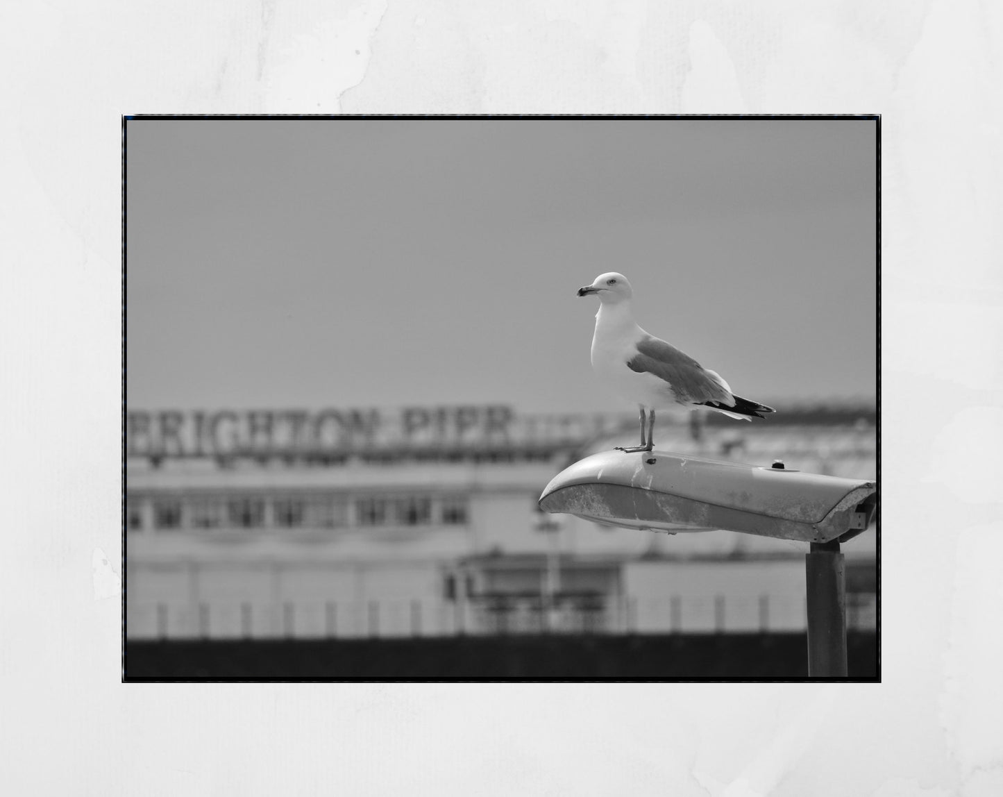 Brighton Palace Pier Black And White Photography Seagull Wall Art