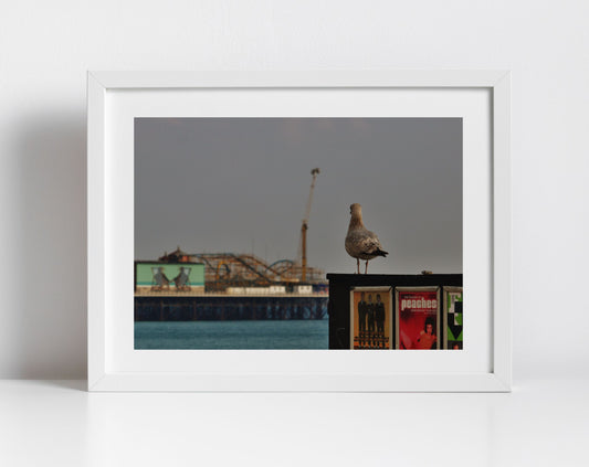 Brighton Palace Pier Photography Seagull Art