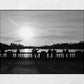 Hyde Park London The Serpentine Black And White Photography Wall Art