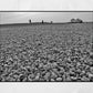 Folkestone Photography Pebble Beach Black And White Print