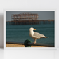 Brighton West Pier Photography Print Seagull Wall Art