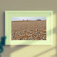Folkestone Photography Pebble Beach Print