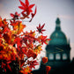 Prague Autumn Leaves Photography Print