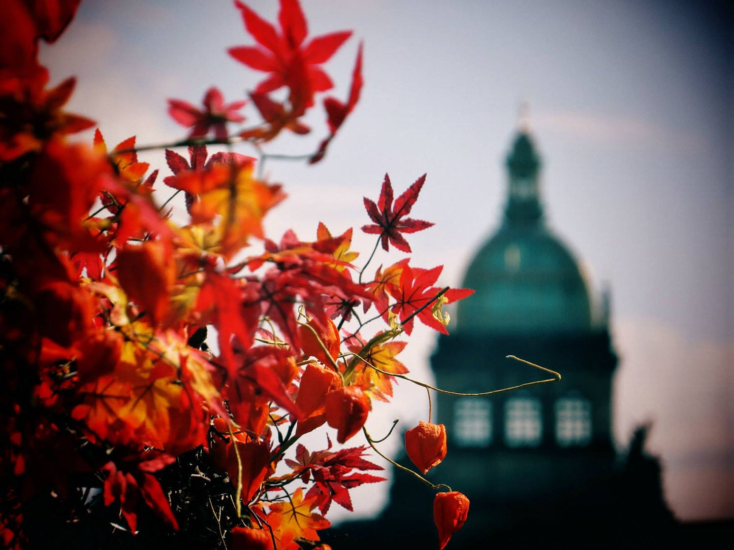 Prague Autumn Leaves Photography Print