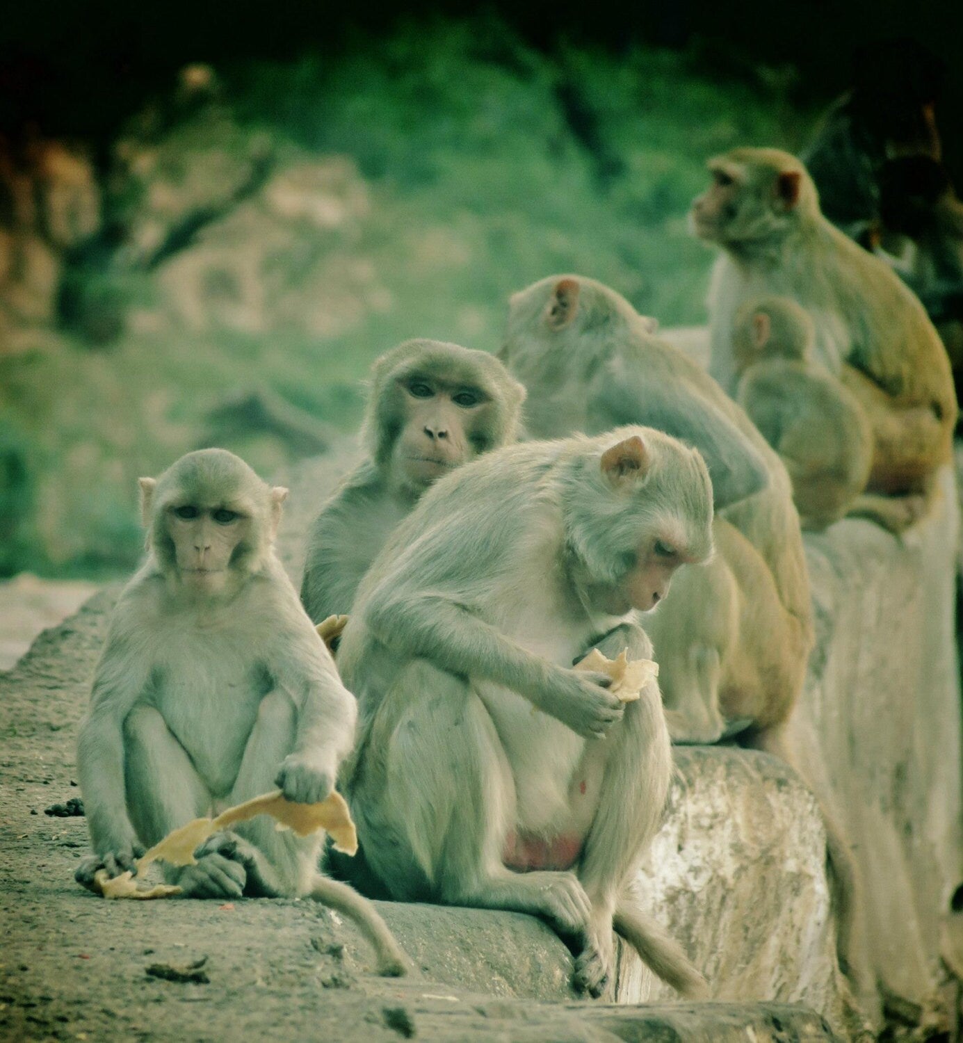 Monkey Wall Art Galtaji Temple Jaipur Photography