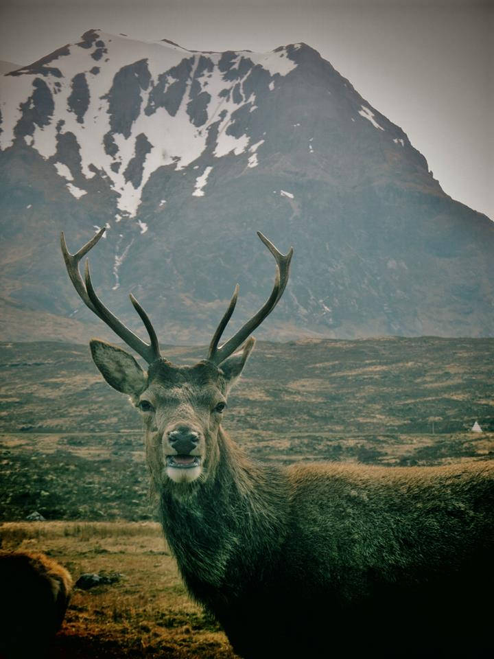 Glencoe Scotland Stag Print Wildlife Photography