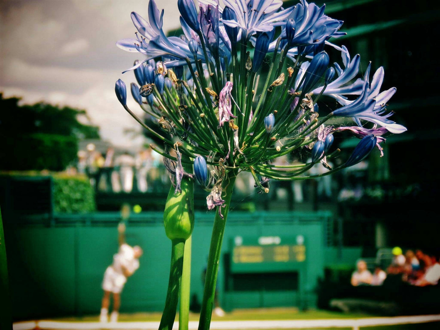 Wimbledon Tennis Photography Poster