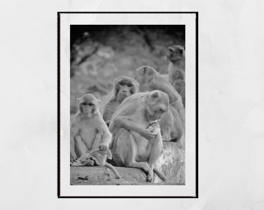 Monkeys Picture Black And White India Photography Print