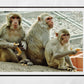 Monkeys Poster Jaipur Wall Art