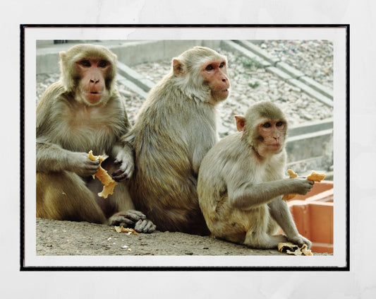 Monkeys Poster Jaipur Wall Art