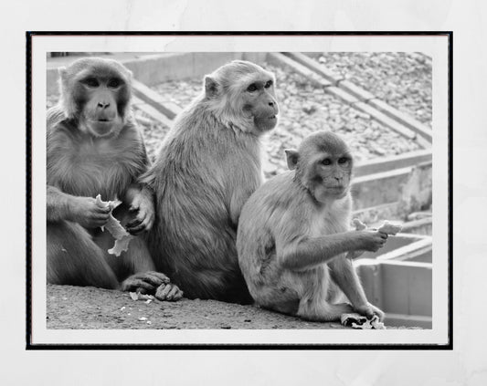 Monkeys Poster Jaipur Black And White Wall Art