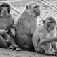 Monkeys Poster Jaipur Black And White Wall Art