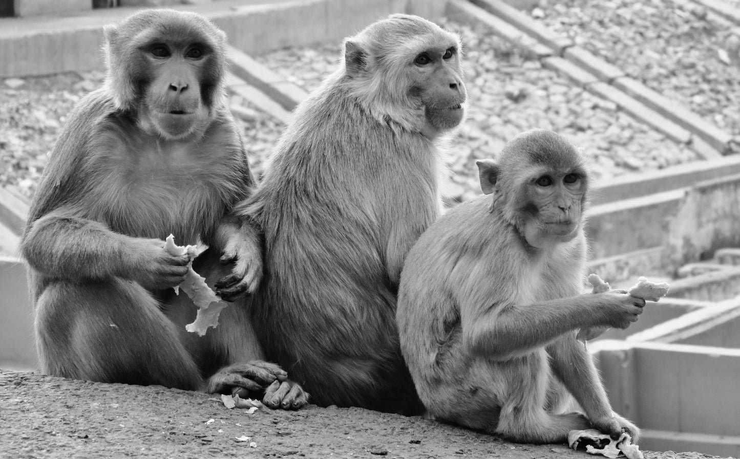 Monkeys Poster Jaipur Black And White Wall Art