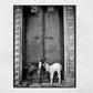 Goat Picture Black And White Varanasi India Poster