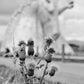 Falkirk Kelpies Scottish Thistle Black And White Print