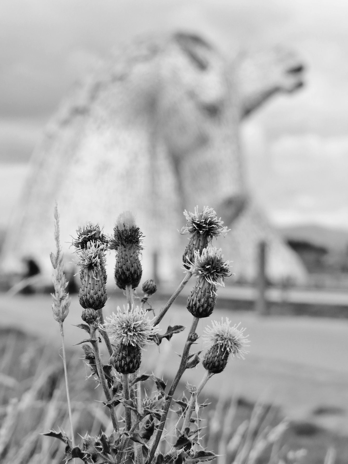 Falkirk Kelpies Scottish Thistle Black And White Print