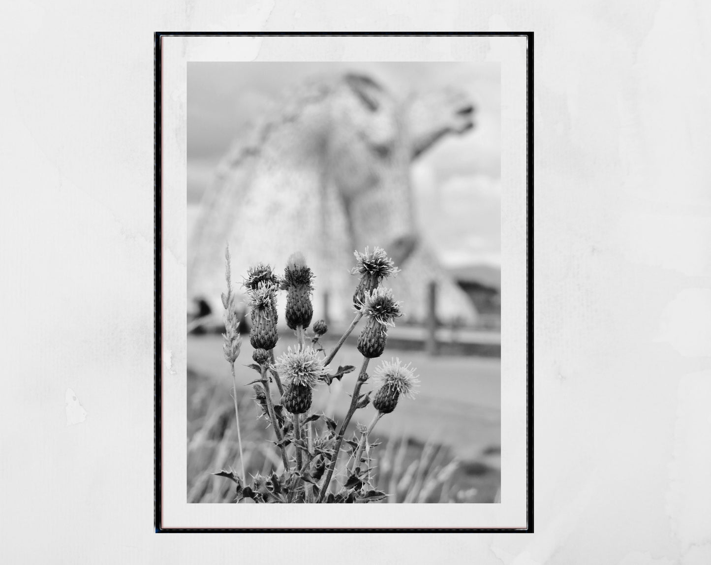 Falkirk Kelpies Scottish Thistle Black And White Print