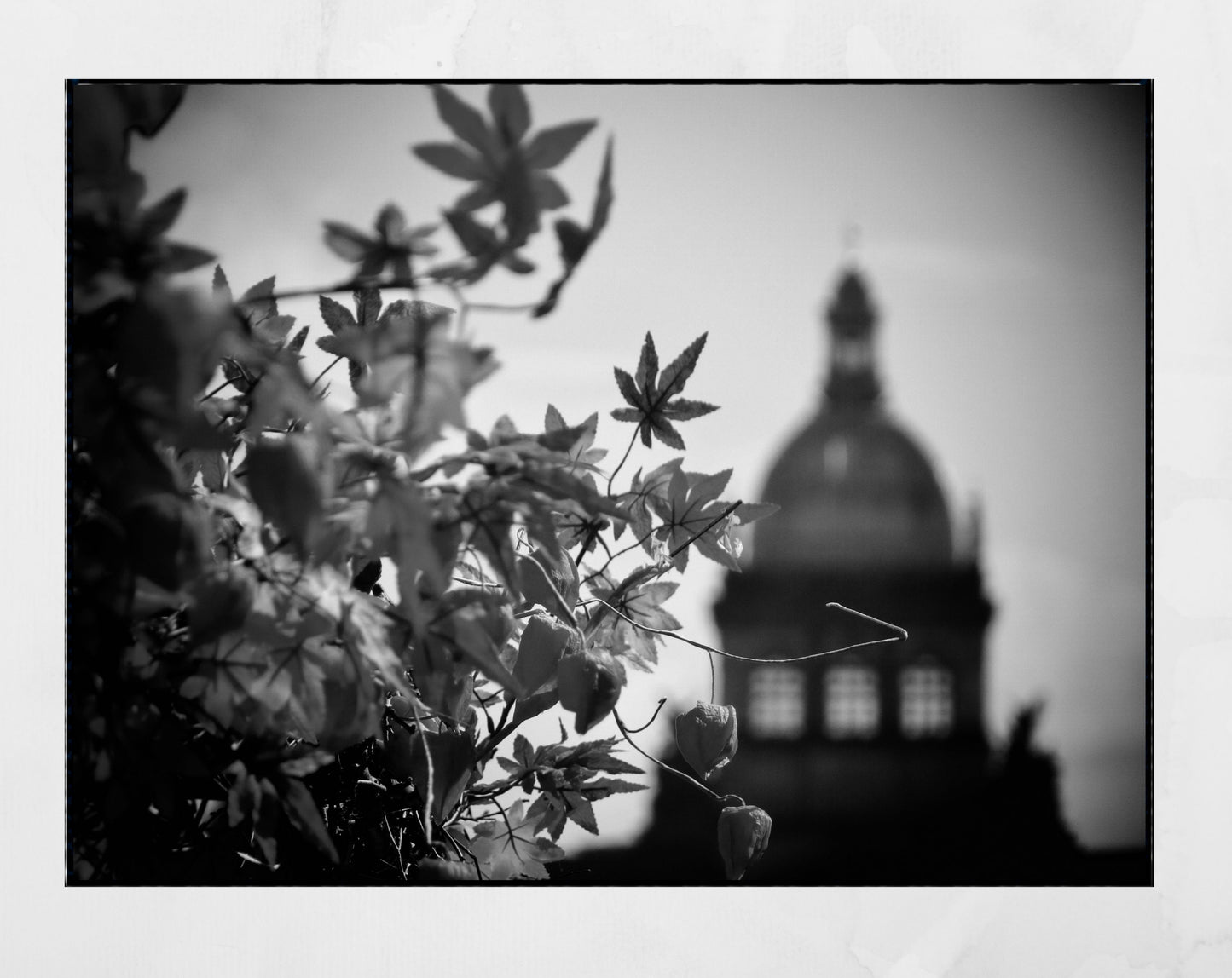 Prague Autumn Leaves Black And White Photography Print