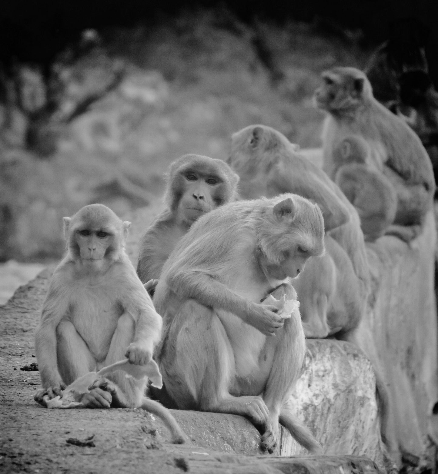 Monkeys Picture Black And White India Photography Print