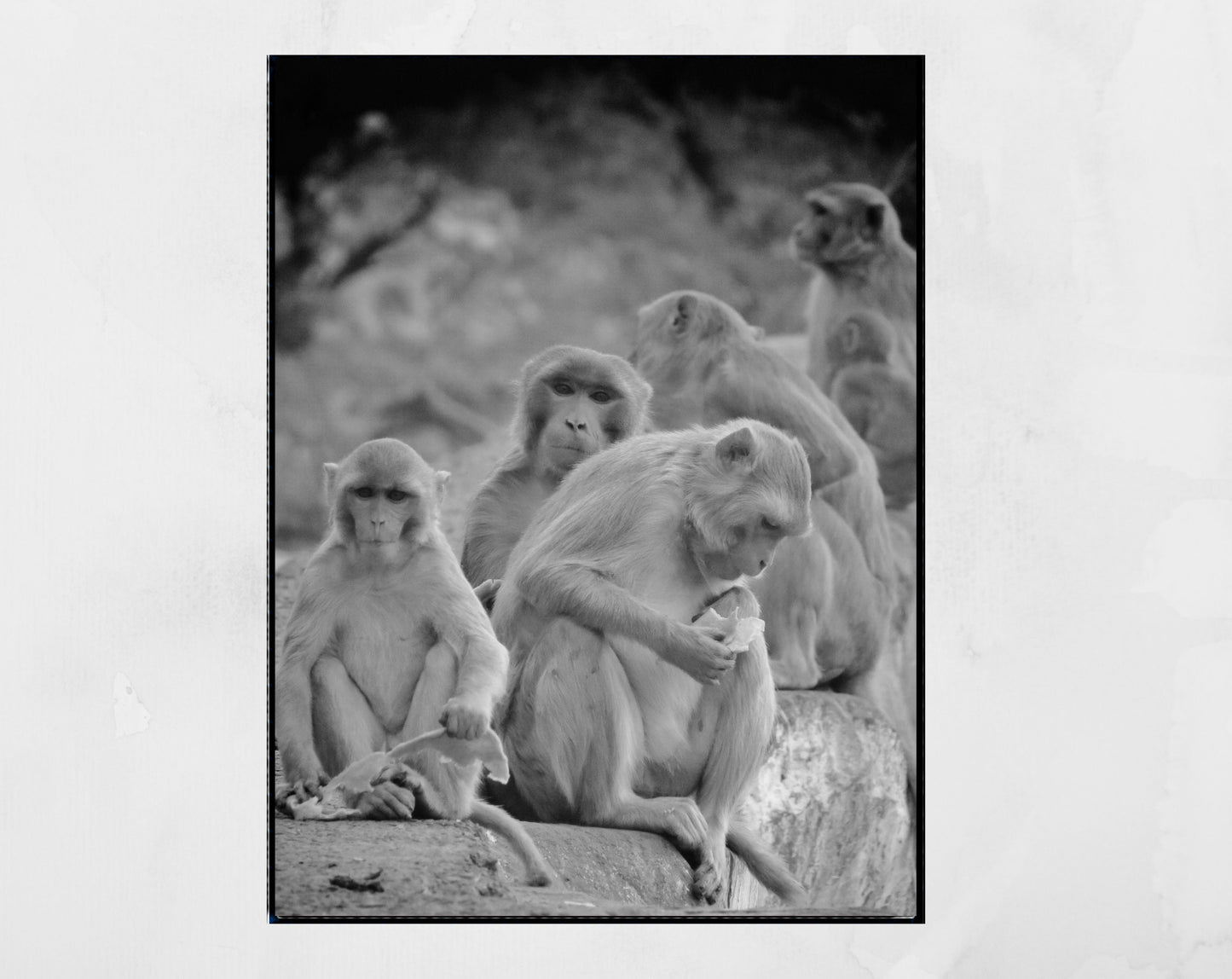 Monkeys Picture Black And White India Photography Print