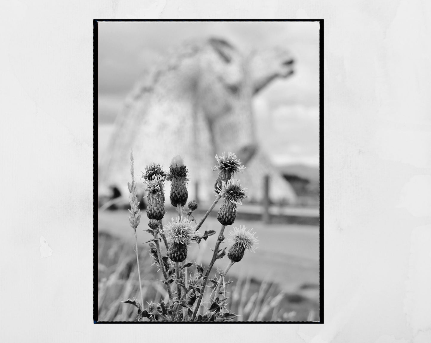 Falkirk Kelpies Scottish Thistle Black And White Print