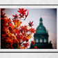 Prague Autumn Leaves Photography Print
