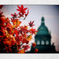 Prague Autumn Leaves Photography Print