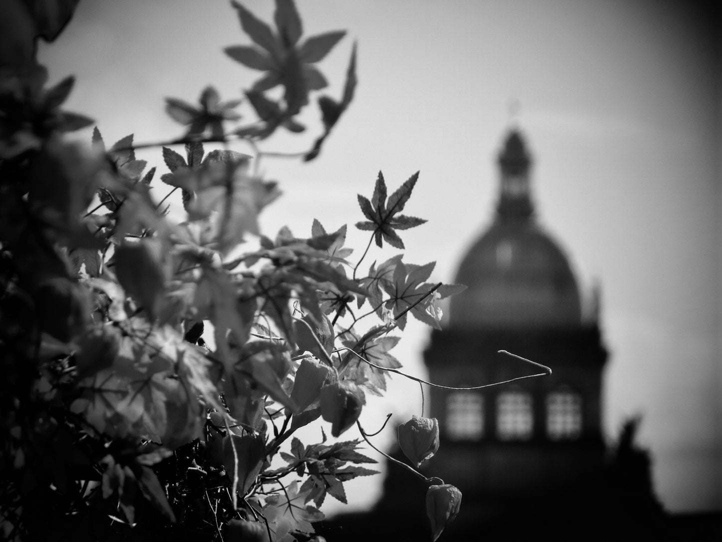 Prague Autumn Leaves Black And White Photography Print