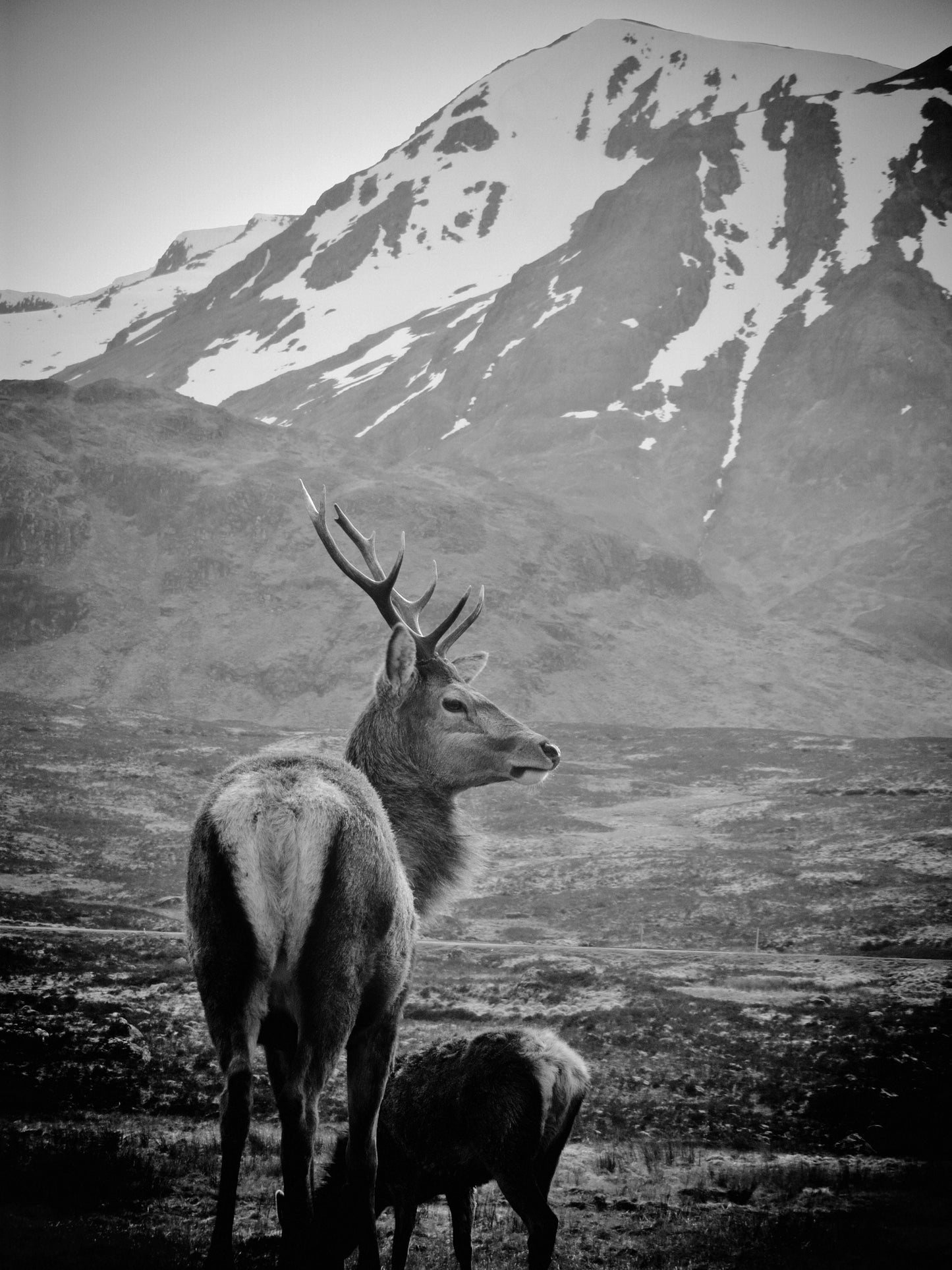 Stag Print Glencoe Scotland Wildlife Black And White Photography