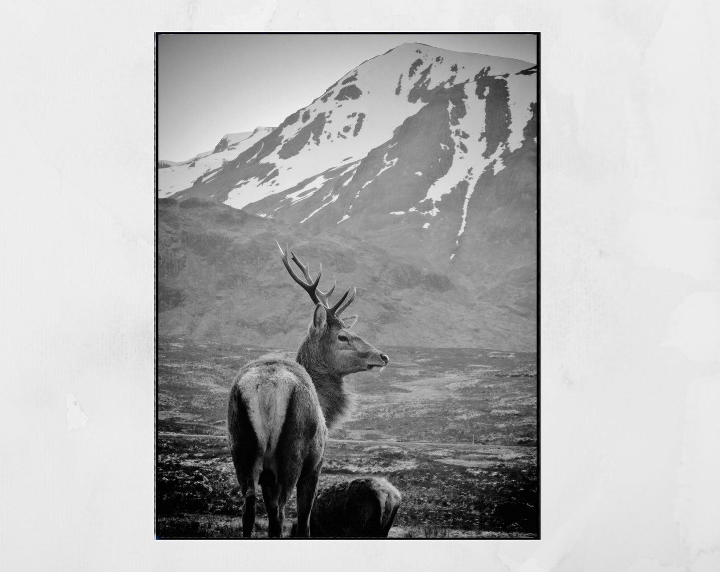 Stag Print Glencoe Scotland Wildlife Black And White Photography